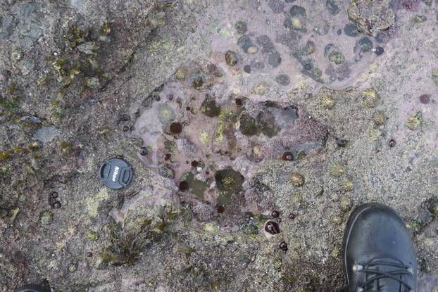 A theropod footprint discovered at Brothers