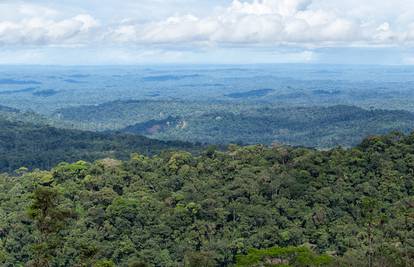 Tri države s najviše prašuma na svijetu osnovale savez za očuvanje šumskog pokrova