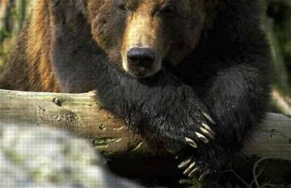 Medvjed završio 'obilazak' Ljubljane: Uspavali su ga