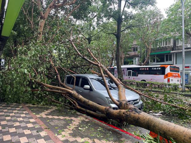 A fallen tree lies on top of a car after Typhoon Kong-rey made landfall in Taipei