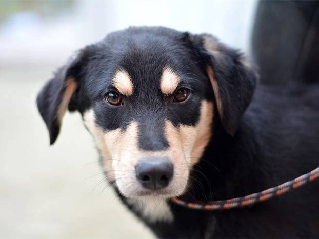 FOTO Ovi preslatki psići iz Noine Arke traže obitelj i stalni dom