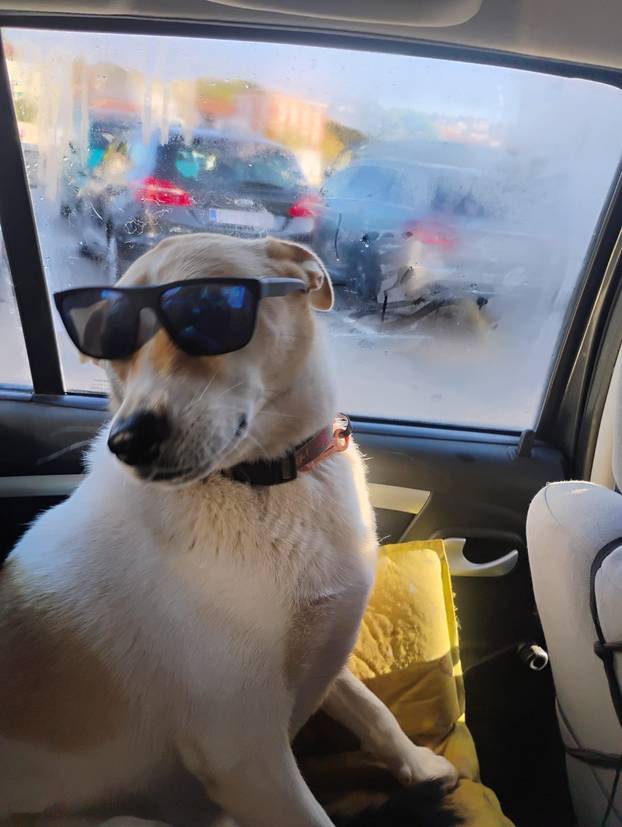 SUPER FOTKE vaših ljubimaca! Neki bi mogli biti viralni hit, ali svi su jednostavno neodoljivi