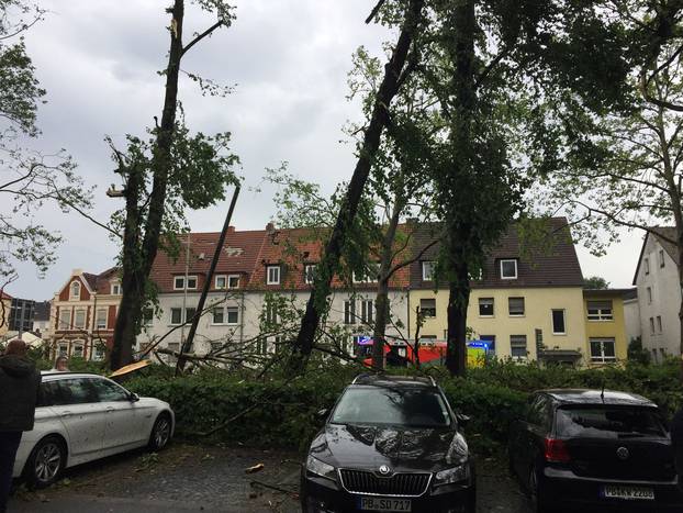 A view shows broken trees in the aftermath of a tornado that swept through the town of Paderborn
