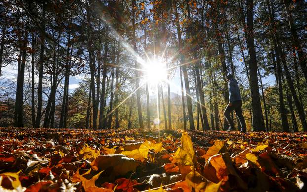 A man walks in a park full of autumn coloured leaves during a sunny day in the western Austrian city of Innsbruck