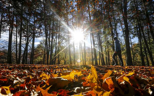 A man walks in a park full of autumn coloured leaves during a sunny day in the western Austrian city of Innsbruck