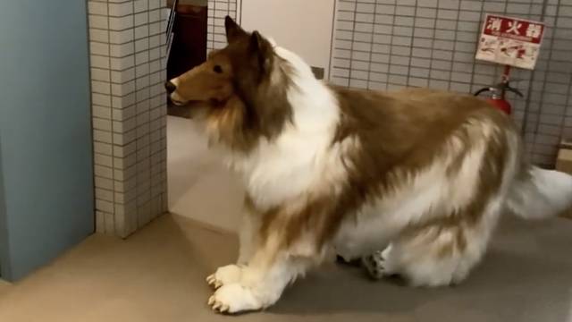 Potrošio je 14 tisuća eura na realistični kostim psa: ‘Oduvijek sam želio biti border collie’