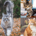 Kakve mačke! Nije ni čudo da su čupavice slavne na Instagramu!