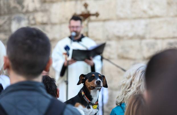 Zagreb: Blagoslov kućnih ljubimaca povodom svetkovine sv. Franje