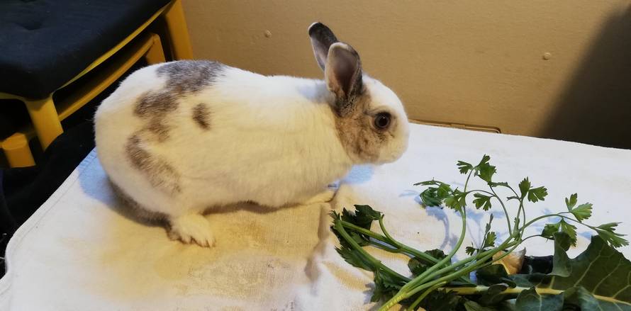 Želite kunića za ljubimca? Oni će vam pomoći da ga imate