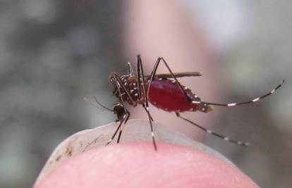 Sve o komarcima: Zašto vas napadaju i kako ih se riješiti