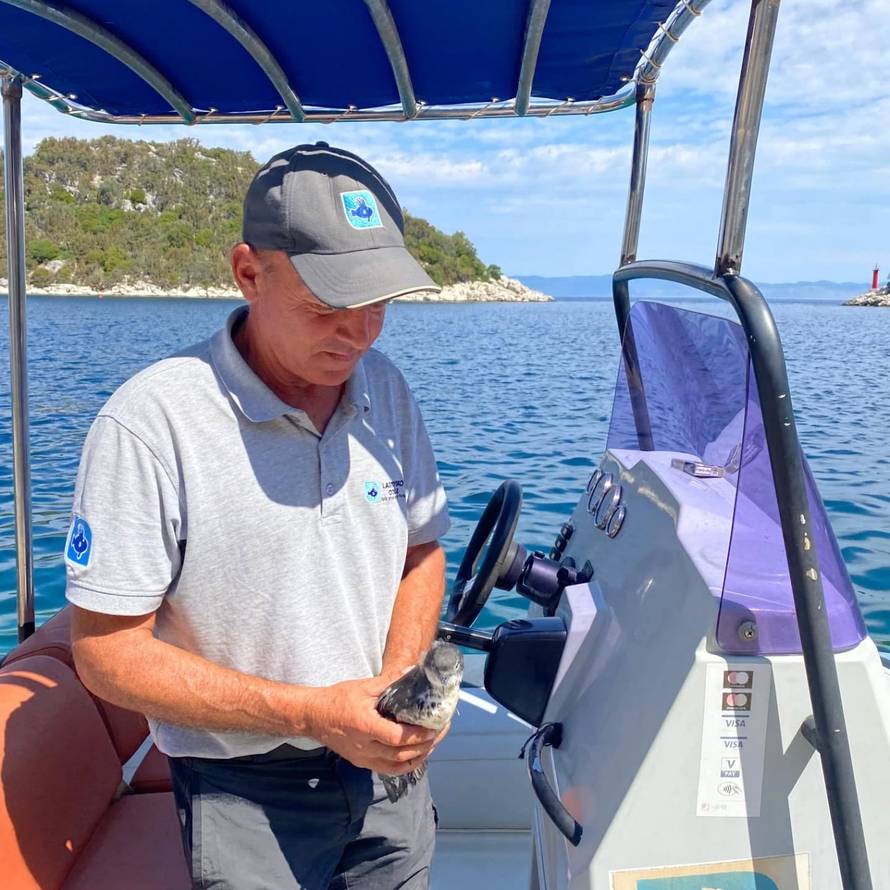 FOTO Na Lastovu spasili rijetku pticu: 'Ptić se izlegao iz jajeta koje nesu jednom godišnje'