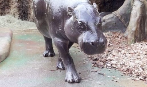 VIDEO Mladunac vodenkonja zaigrao se s majkom u svojoj nastambi u ZOO-u u Češkoj