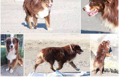 Nađimo Skypea: Tužna priča o psu kojeg traži cijela Slavonija