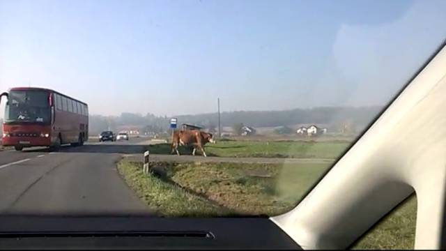 Krave "ne poštuju" prometne znakove: Vozači čekali prolaz 