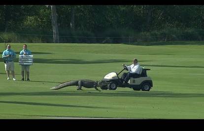 Gost iz vode: Ranjeni aligator prekinuo je golferski turnir...
