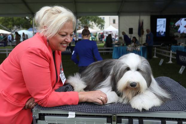 Karlovac: Međunarodna izložba pasa