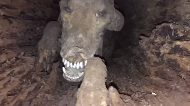 Nazvali ga Stuckie: U deblu pronašli mumificiranog psa