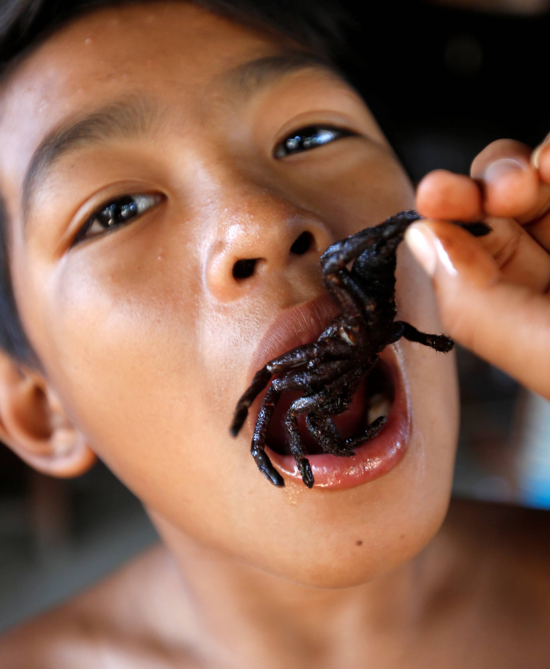 A boy eats a fried tarantula at his home in Kampong Cham province in Cambodia