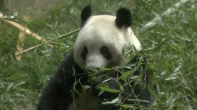 Tisuće obožavatelja oprašta se u suzama od pande u zoološkom