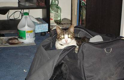 Žena uz odjeću zapakirala i malu mačku u svoj kovčeg