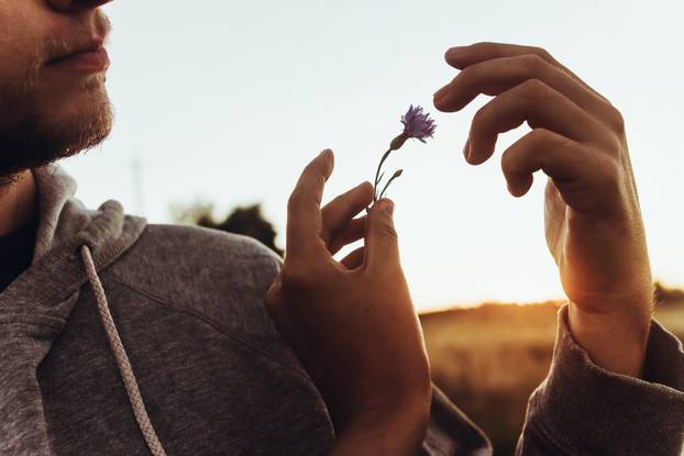 couple holding cornflower in hand in sunset rays in summer eveni