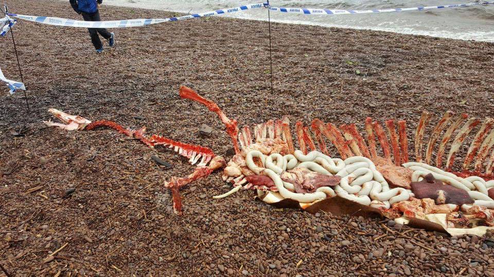 Riješili su misterij? Čudovište iz Loch Nessa nađeno 'mrtvo'