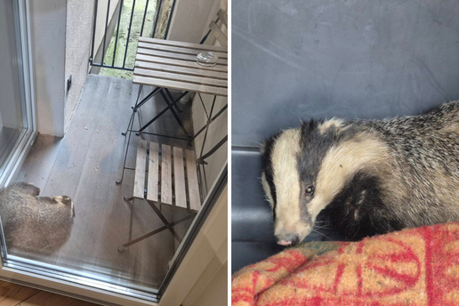 Pospanog jazavca s Britanca vratit &cacute;e u prirodu: 'Nije trzao, nisam ga mogla niti probuditi'