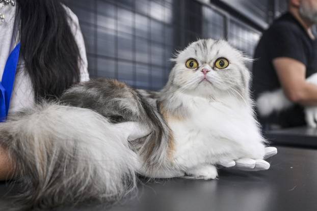 Zagreb: Međunarodna izložba mačaka WCF Cat Olimpia 2025