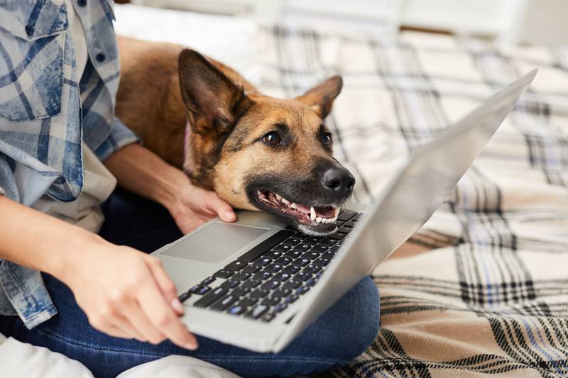 Prepoznaju li psi lica vlasnika na ekranu mobitela ili tableta?