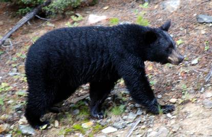 Došuljao se noću: Crni medo provalio je u zoološki vrt