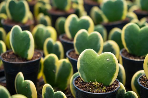 Close-up of multiple Hoya Kerrii heart-shaped succulents in smal