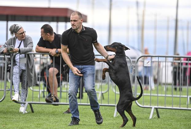 Velika Gorica: IDC Svjetsko prvenstvo pasmine doberman