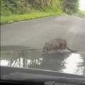 VIDEO Voziš, a iz haube izroni štakor. Slijepog putnika iz New Yorka vozio je 200 kilometara