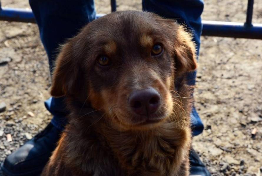 Ivica Galović/Pixsell