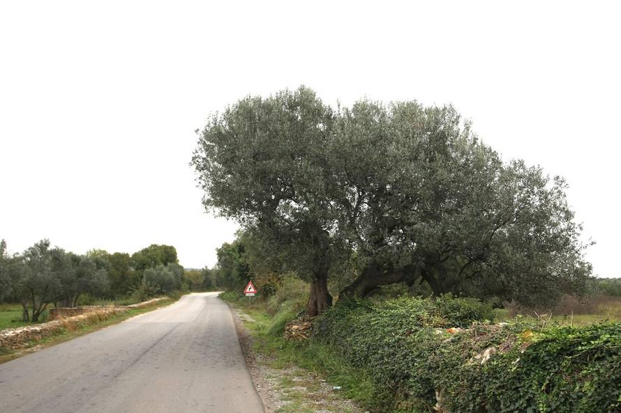 Duško Marušić/PIXSELL