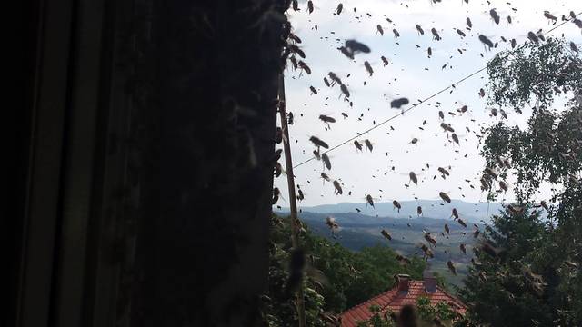 Cijeli su dan bili zatvoreni u kući zbog napada pčela...