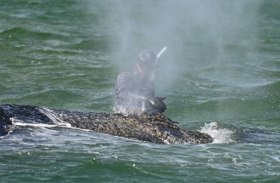 Rescuers try to refloat a humback whale into the Baltic Sea