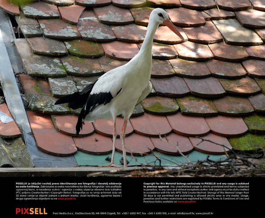 Ivica Galović/PIXSELL