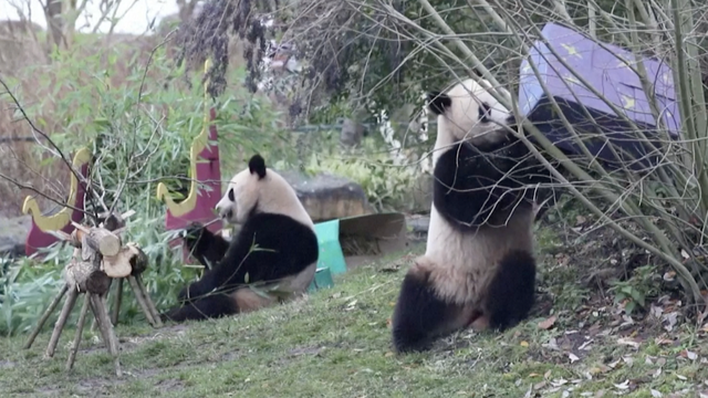 VIDEO To su si baš željeli: Pande i orangutani navalili na poklone