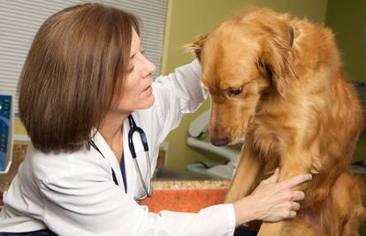 Što ako morate sa životinjom veterinaru i treba li u izolaciju?