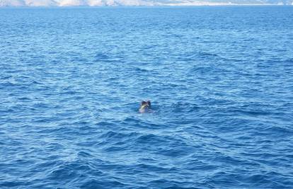 Kupanje u posezoni: 'Morski medvjed' otplivao na otok Rab