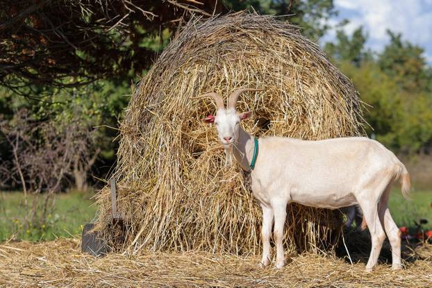 Vodnjan: Za Naj kozu 2025. godine izabrana je koza Jelena, vlasnika Mattea Muškovića 