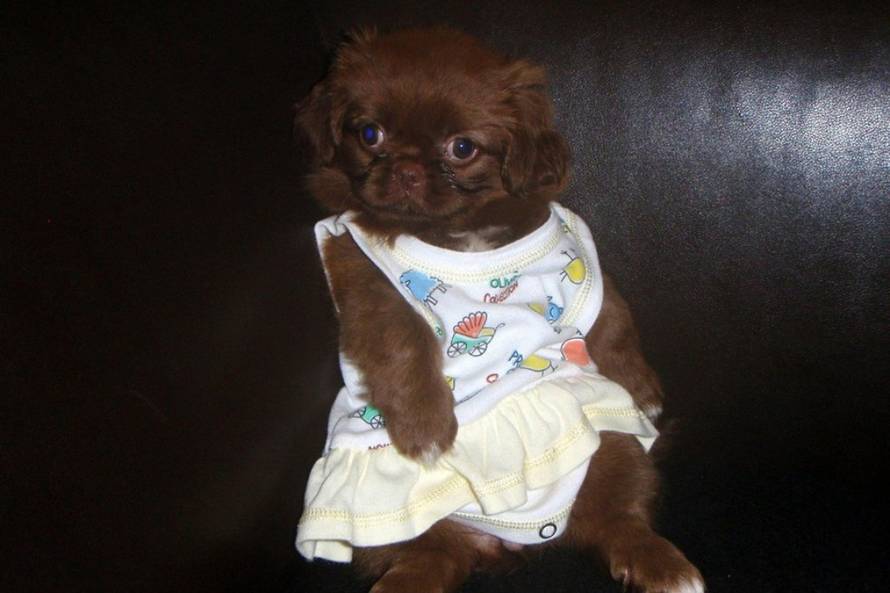 24Ljubimci/Daj šapu