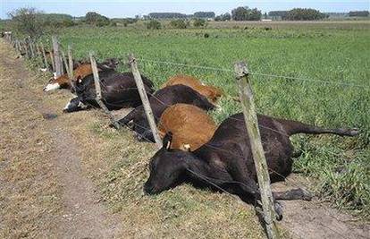 Munja ubila 52 krave koje su pasle uz žičanu ogradu 