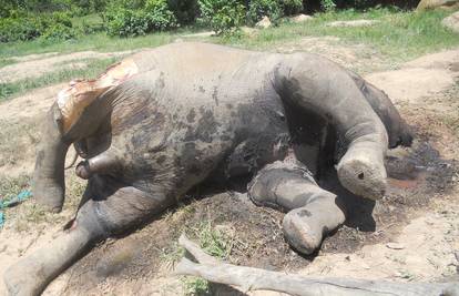 Masakr u rezervatu: Krivolovci kalašnjikovima  ubili 26 slonova