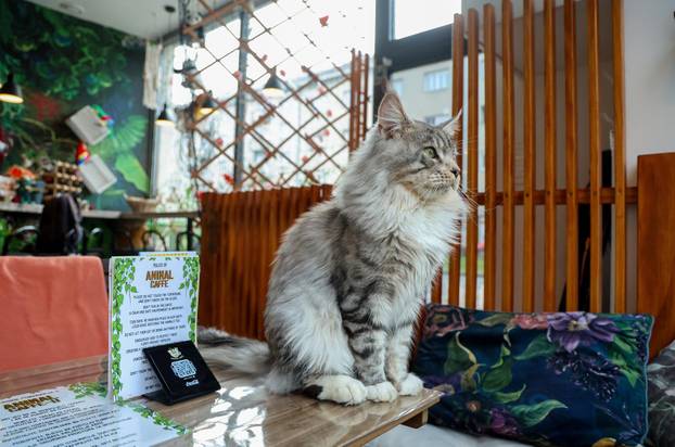 Zagreb: Emilija i Amer Alaydi otvorili su kafić Animal caffe