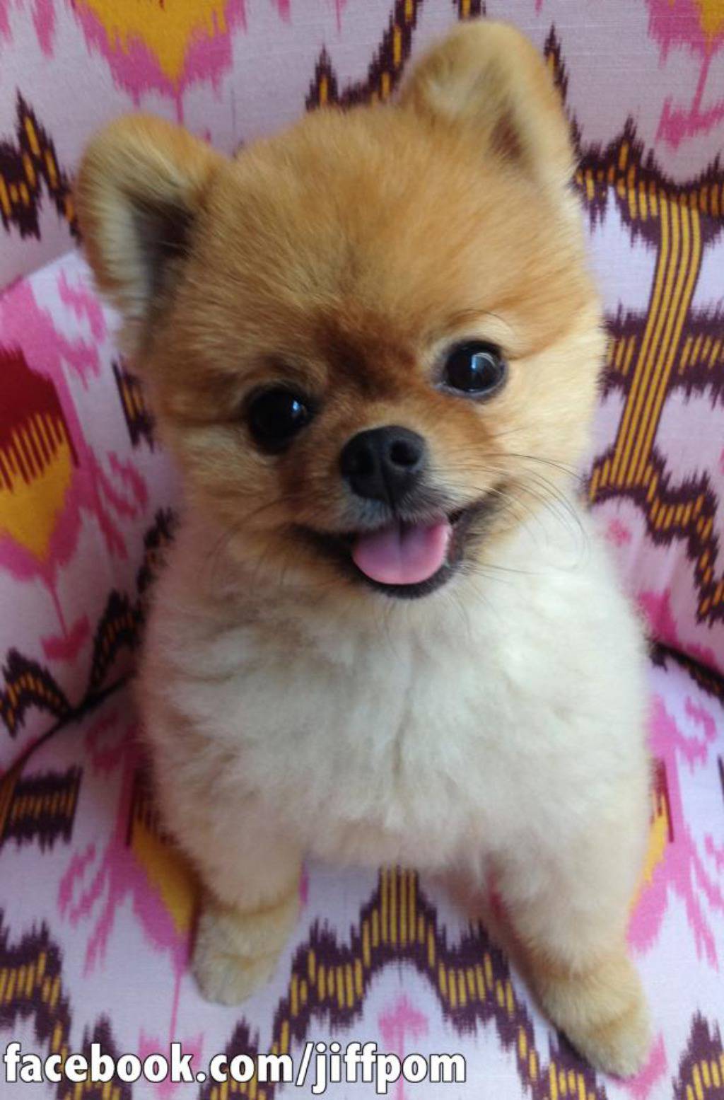 Facebook.com/jiffpom