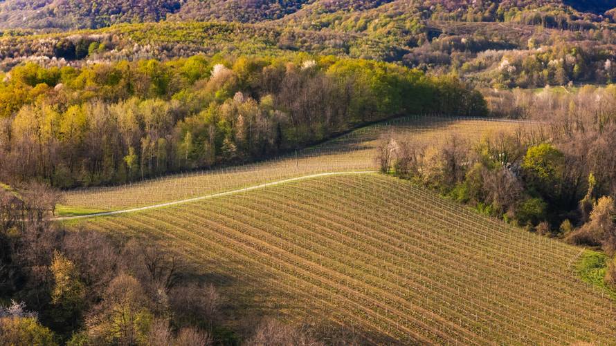 Najljepša slavonska tajna u boci: Silvanac Zeleni iz Orahovice“