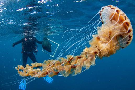 FOTO Splitski znanstvenici naišli na gigantsku meduzu: "Nikako joj se nemojte približavati"