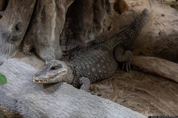 Osijek: Obilježavanje svijetskog dana gmazova u Zoološkom vrtu